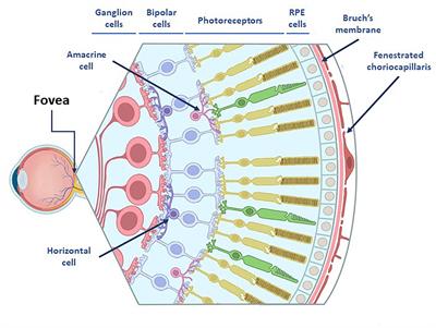 Biotechnology and Biomaterial-Based Therapeutic Strategies for Age-Related Macular Degeneration. Part II: Cell and Tissue Engineering Therapies